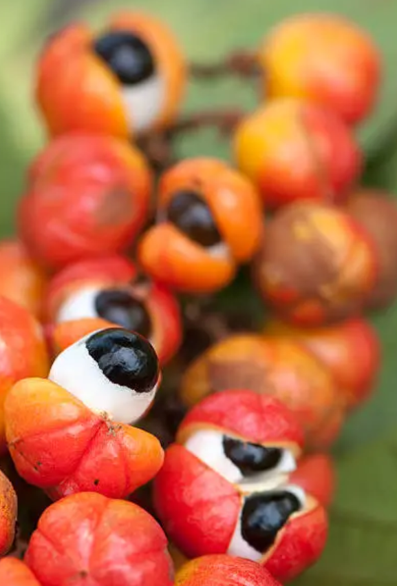 Guarana for Cognitive Function