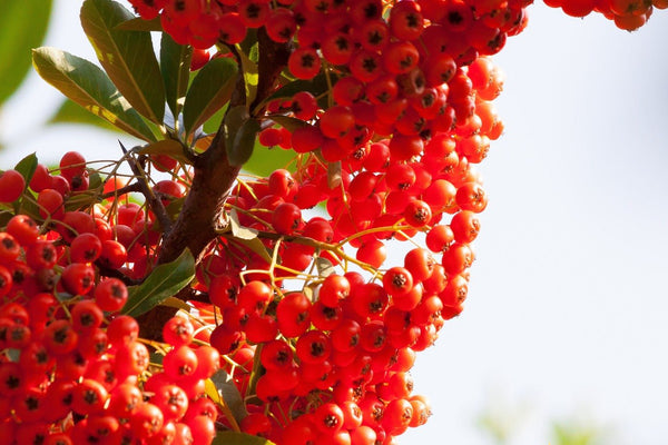 Sea Buckthorn, It's Holy